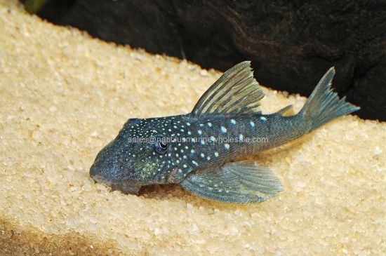 Picture of PLECO: BLUE PHANTOM L-128 W.W.