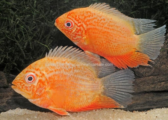 Picture of CICHLID: SEVERUM RED SPOT GOLD MD (FL BRED)