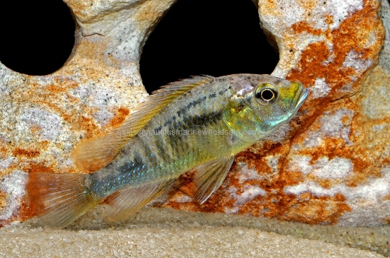 Picture of AFRICAN: HAP  ASTATOTILAPIA CALLIPTERA MD MALE (VICTORIAN)