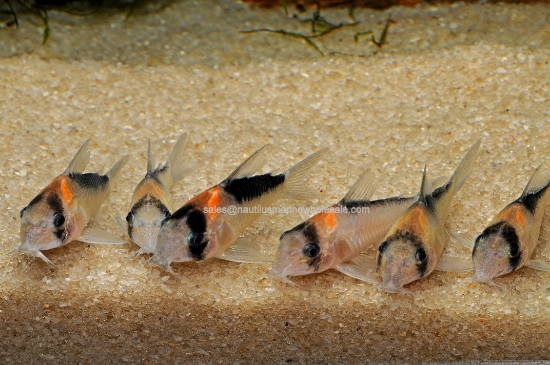 Picture of CORY: ADOLFI