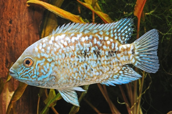 Picture of CICHLID: ESCONDIDO E.B. REG (TEXAS) (FL BRED)