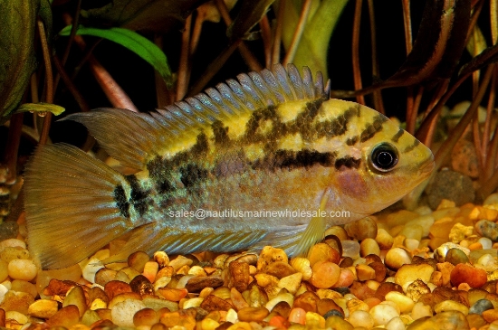 Picture of CICHLID: RAINBOW MD