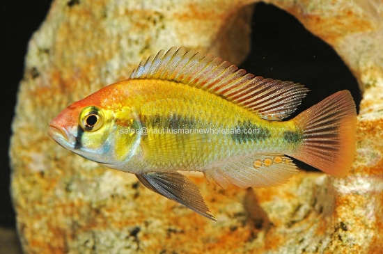 Picture of AFRICAN: HAP RUBY GREEN MD