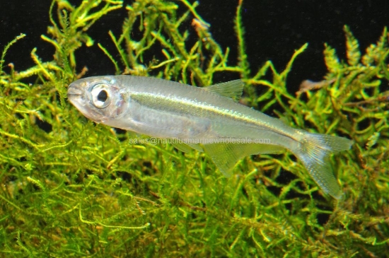Picture of TETRA: GREEN LASER