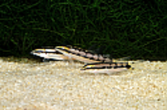 Picture of LOACH: SIDTHIMUNKI (DWARF CHAIN)