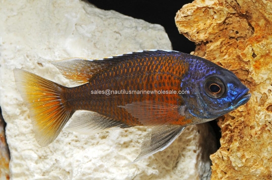Picture of AFRICAN: HAP REDFIN BORLEYI MALE MD