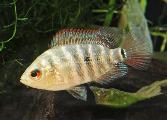 Picture of CICHLID: LYONSI REG