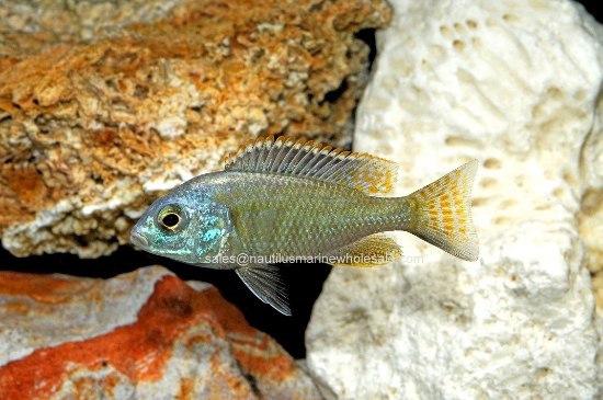 Picture of AFRICAN: HAP RHOADESII MD    