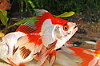 Picture of GOLDFISH: RYUKIN ASST 2.5"