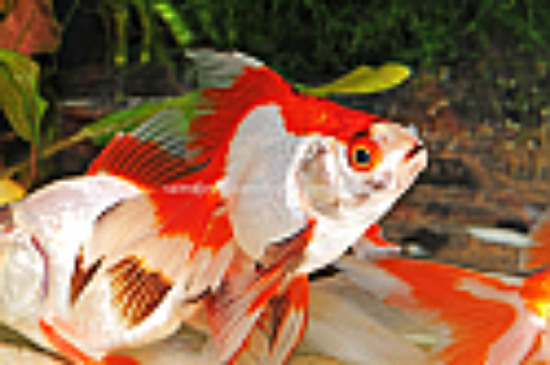 Picture of GOLDFISH: RYUKIN ASST 2.5"