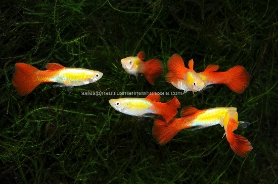 Picture of GUPPY: RED ROSE MALE