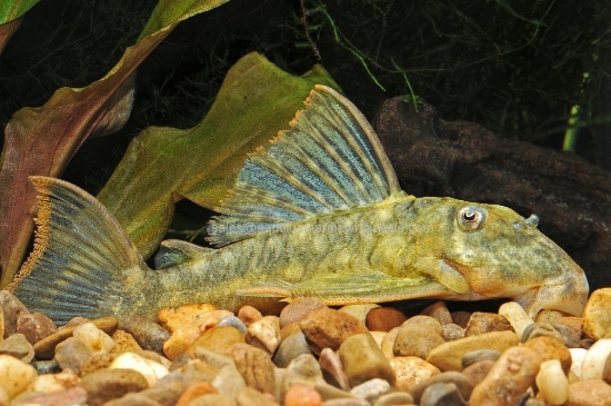 Picture of PLECO: ORANGE SEAM L-106 (PERU)