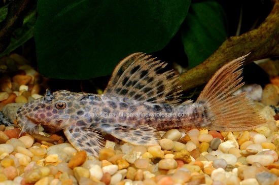 Picture of PLECO: LEOPARD CACTUS (BELEM) L-114