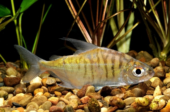 Picture of TETRA: PACU TIGER