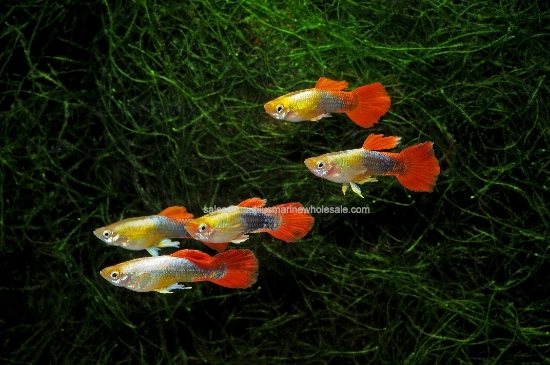 Picture of GUPPY: GOLD RED TUX MALE