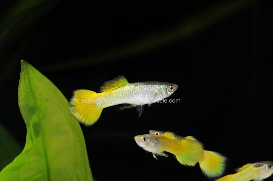 Picture of GUPPY: LEMON MALE