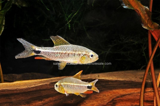 Picture of TETRA: SAILFIN