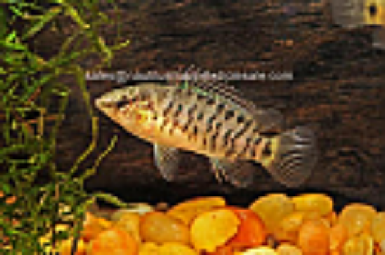 Picture of MISC: BADIS BLUE