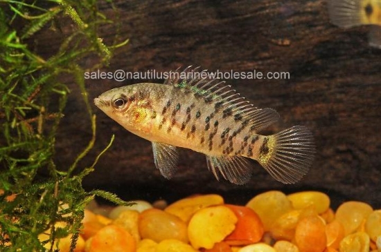 Picture of MISC: BADIS BLUE