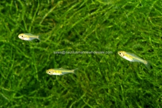 Picture of RASBORA: KUBOTAI W.W.