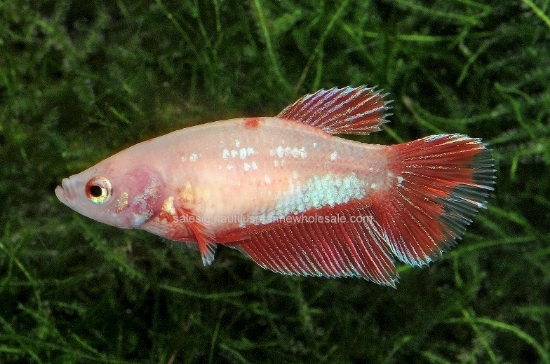 Picture of BETTA: HALFMOON FEMALE