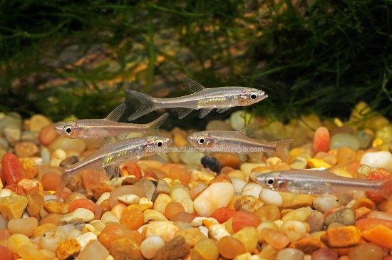 Picture of RASBORA: REDLINE