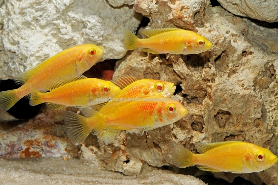 Picture of AFRICAN: HAP KYOGA FLAME ALBINO REG (VICTORIAN) *ON SPECIAL*