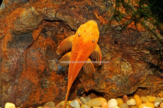 Picture of PLECO: BUSHYNOSE SUPER RED SM