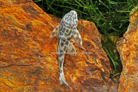 Picture of PLECO: PECKOLTIA SMOKEY
