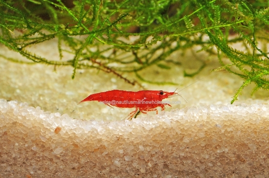 Picture of SHRIMP: BLOODY MARY (FL)