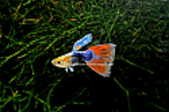 Picture of GUPPY: TURQUOISE REDTAIL MALE