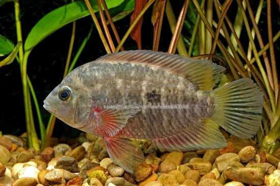 Picture of CICHLID: CHANCHITO
