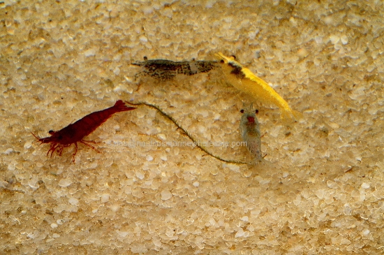 Picture of SHRIMP: ASST DELUXE SHRIMP WW