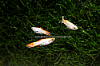 Picture of GUPPY: ENDLER'S LIVEBEAR BLONDE MALE (FL)