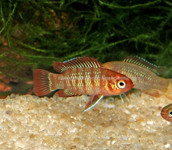 Picture of MISC: BADIS SCARLET