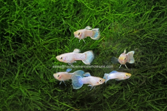 Picture of GUPPY: PLATINUM MALE