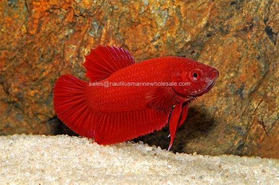 Picture of BETTA: RED PLAKAT MALE