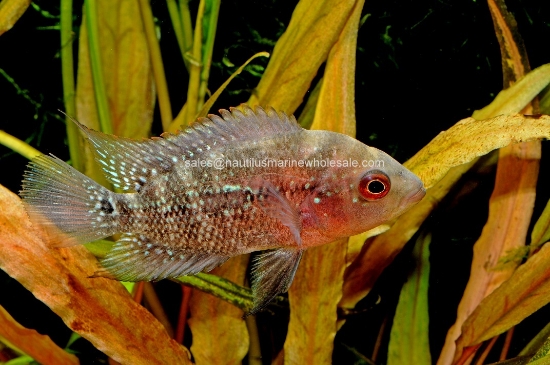 Picture of CICHLID: FLOWER HORN RED PEARL 4" 