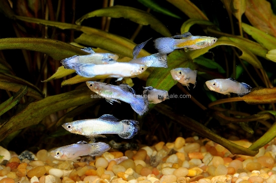 Picture of GUPPY: PURPLE LUMINOUS MALE