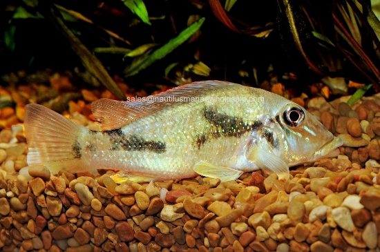 Picture of CICHLID: RETROCULUS LAPIDIFER