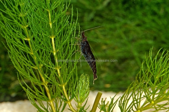 Picture of SHRIMP: BLACK BEE