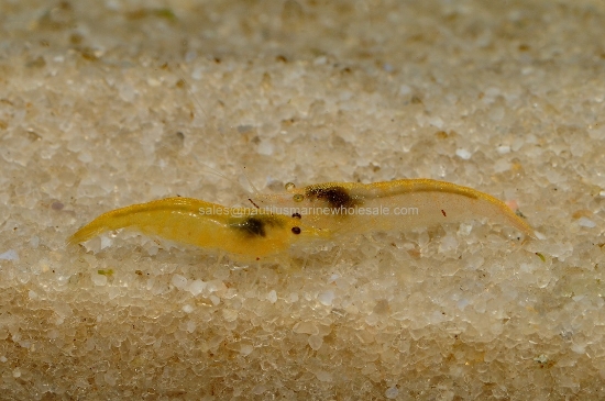 Picture of SHRIMP: YELLOW FIRE