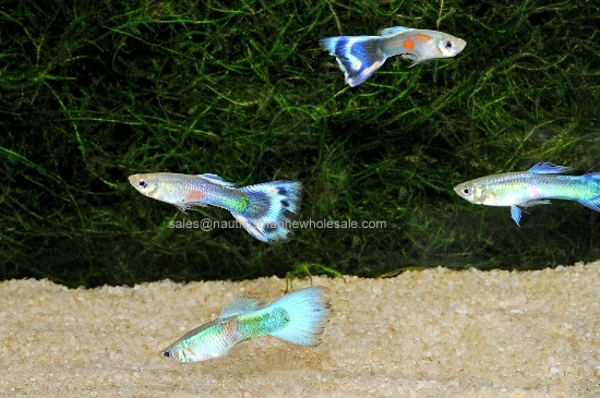 Picture of GUPPY: BLUE COBRA MALE