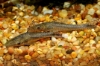 Picture of CAT: OTOCINCLUS GIANT