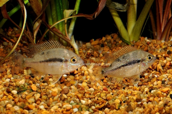 Picture of CICHLID: CRIBROHEROS ALTIFRONS REG (FL)