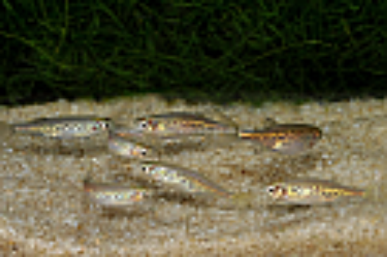 Picture of DANIO: TINWINI