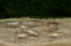 Picture of DANIO: TINWINI
