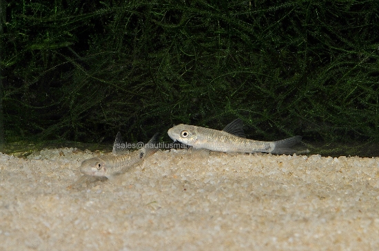 Picture of MISC: DOCTOR FISH *ON SPECIAL*