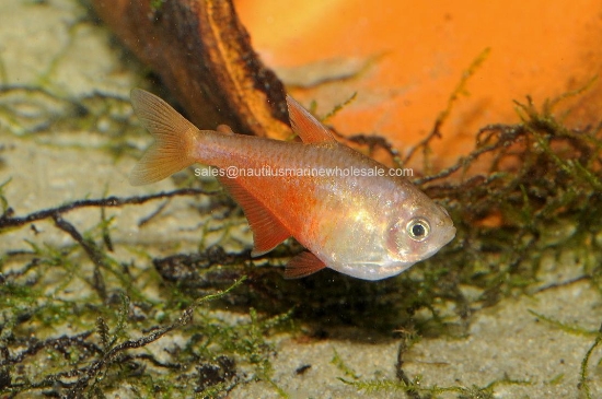 Picture of TETRA: VON RIO ORANGE