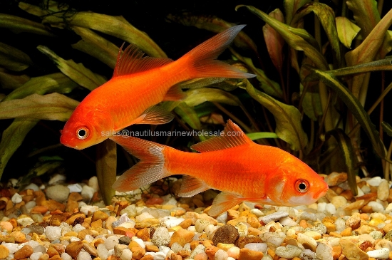 Picture of GOLDFISH: COMET 2.5-3"